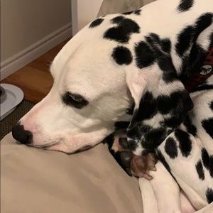 Meet your Posher, Monika